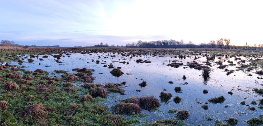 Flooded fen