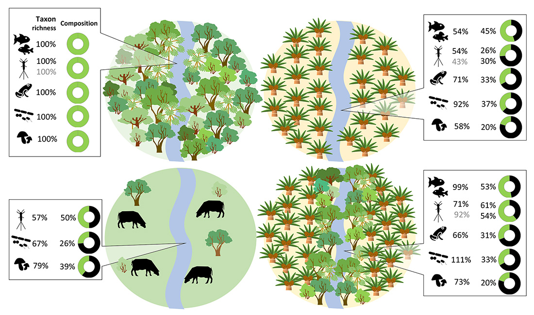 Taxon richness composition