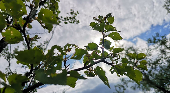 Leaf damage on mountain birch caused by local geometrid moth larvae in Abisko, Northern Sweden. 