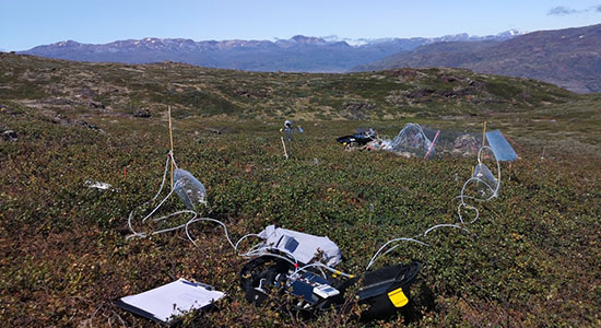 One of the experimental study sites - tundra heath in Narsarsuaq, Southern Greenland.