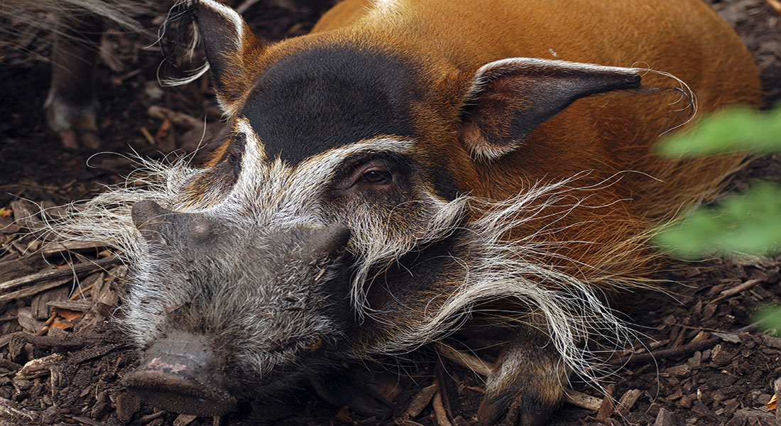 Red river hog