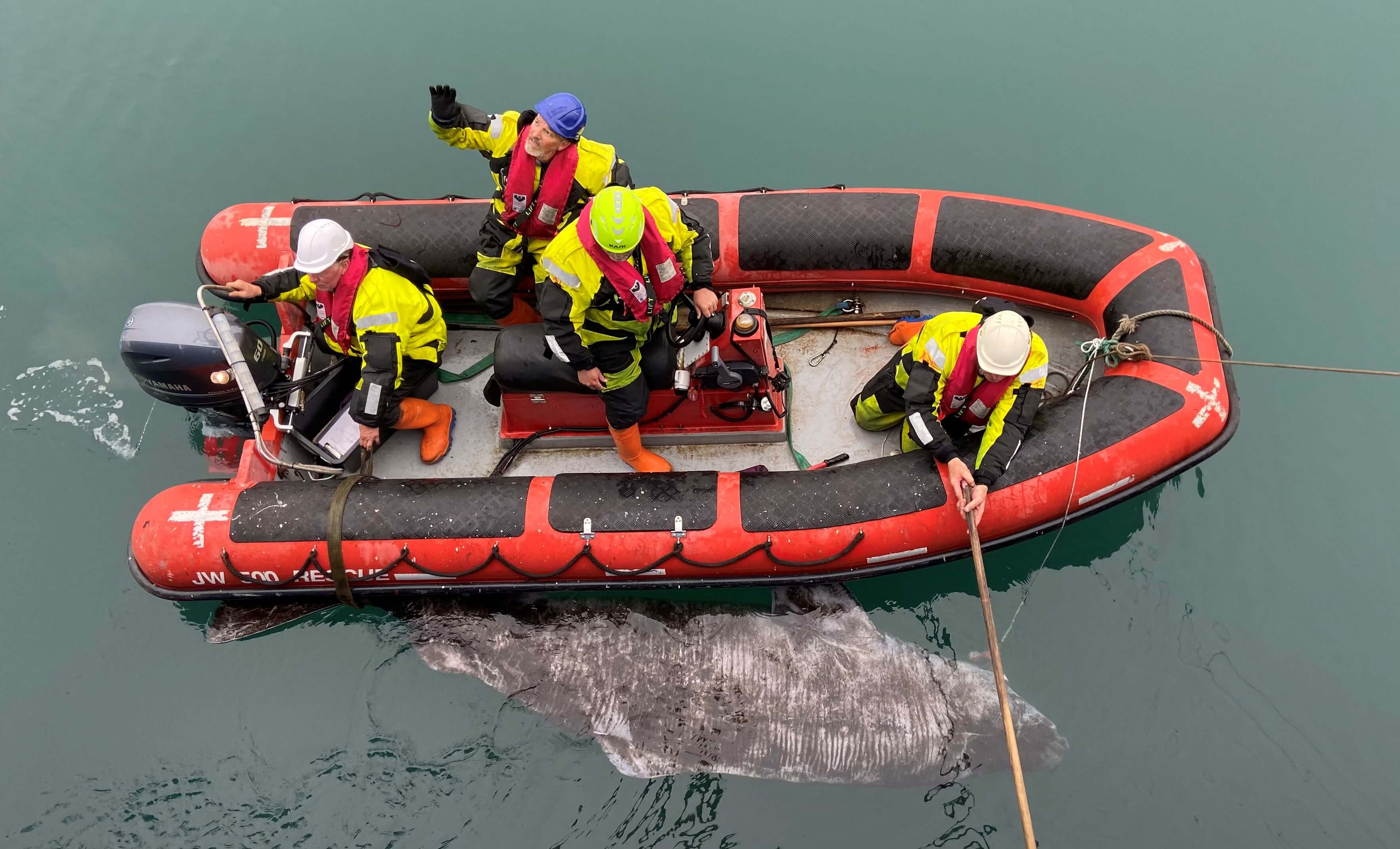 Greenland shark