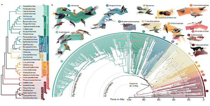 Relationships and divergence times for 363 bird species based on 63,430 intergenic loci