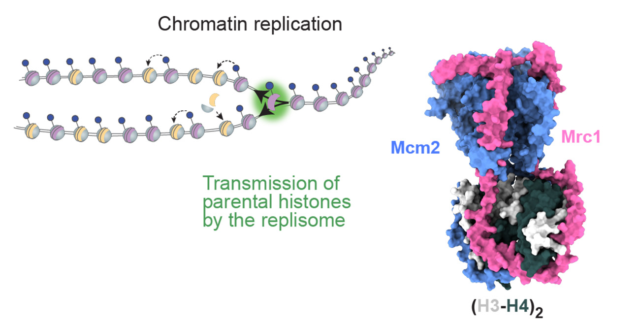 Chromatin