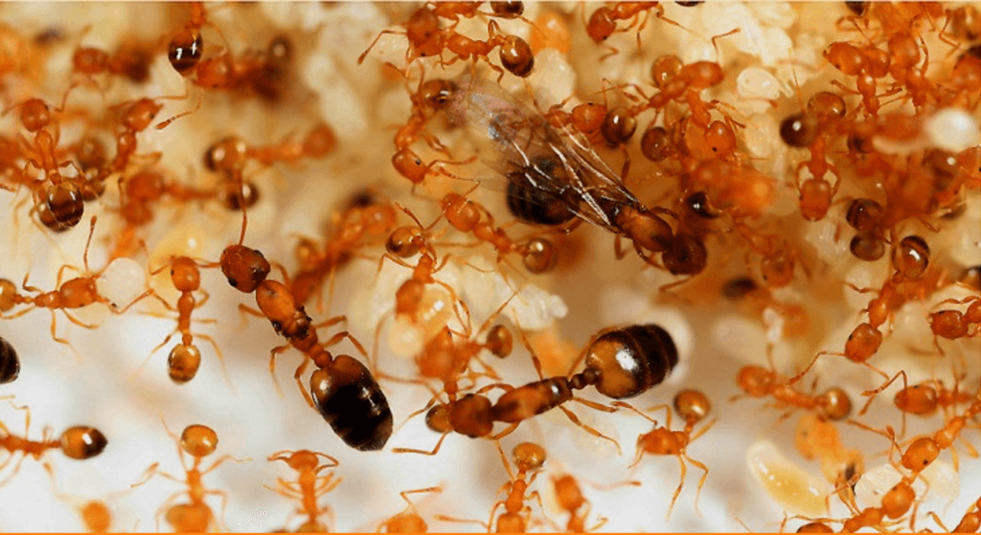 Large ant colonies Large ant colonies