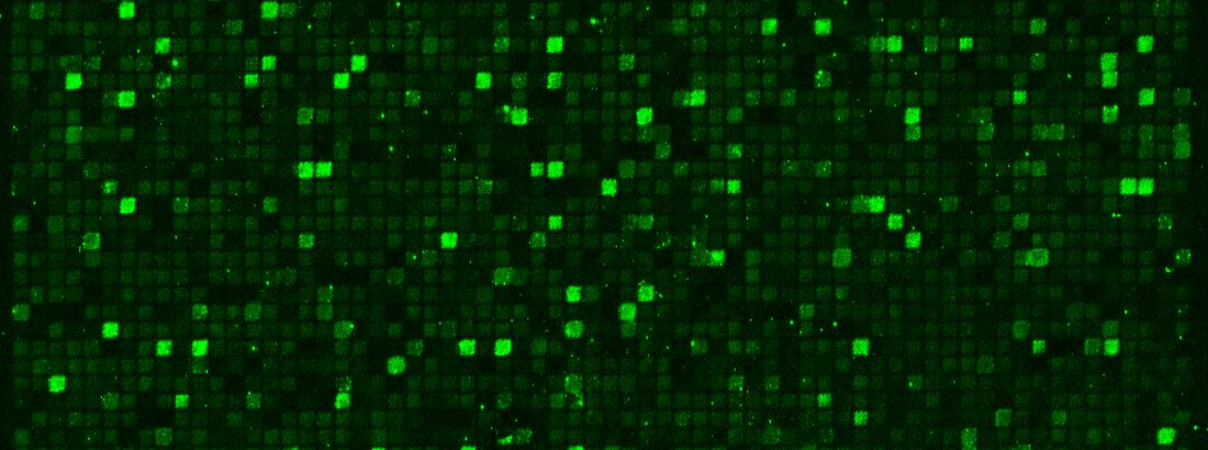 Protein Design and Evolution group