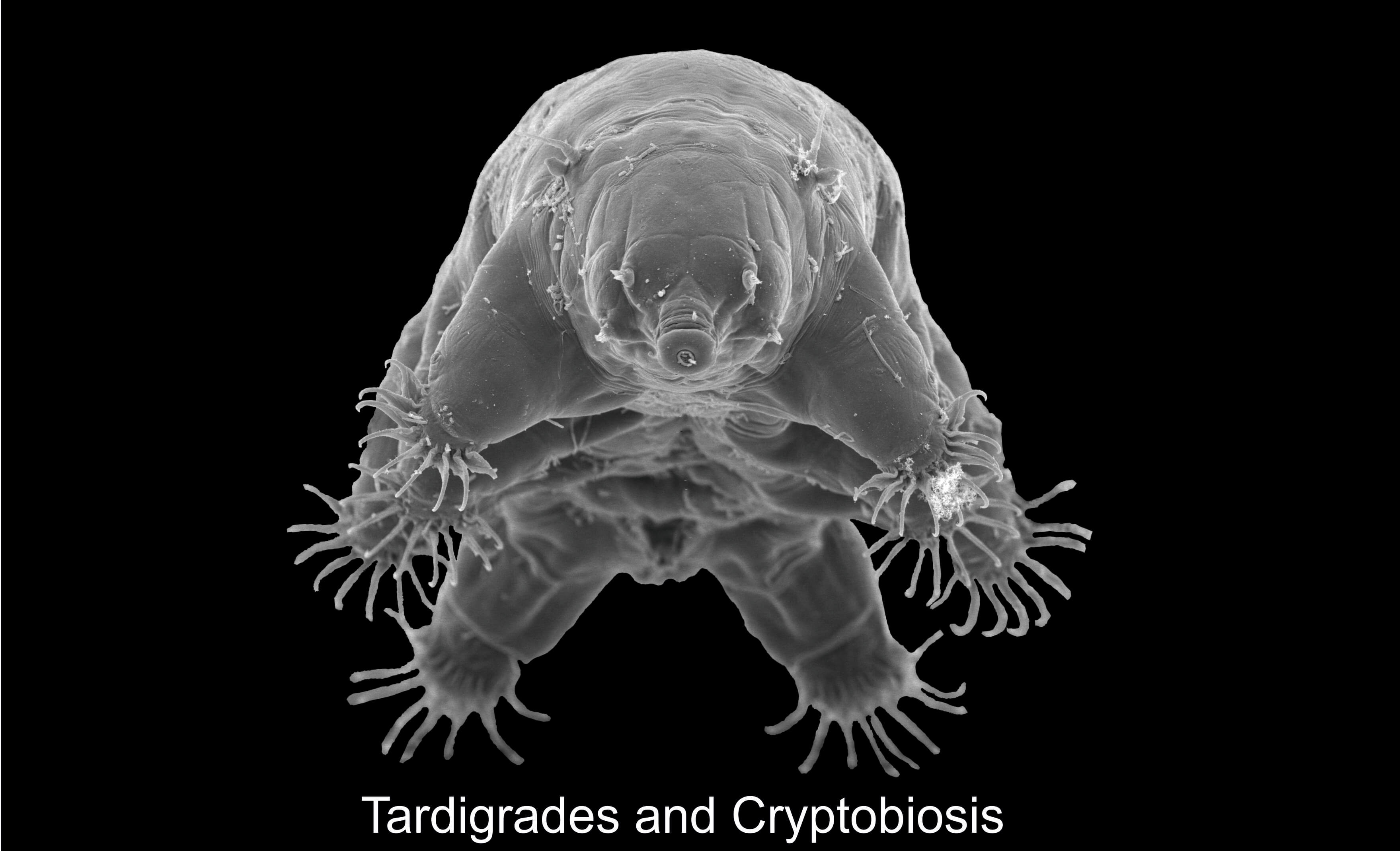 Echiniscoides
