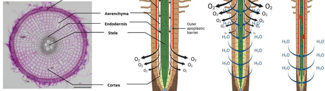 Root traits