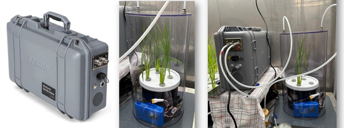 Plant-mediated CH4 emissions