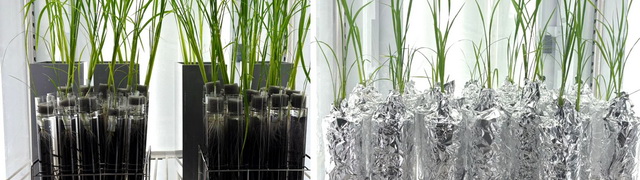 Root trait project