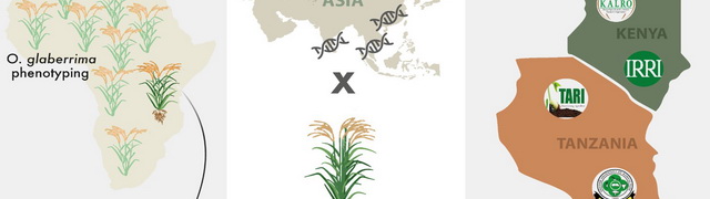 Infographics for Climate-resilient and eco-friendly rice for Africa