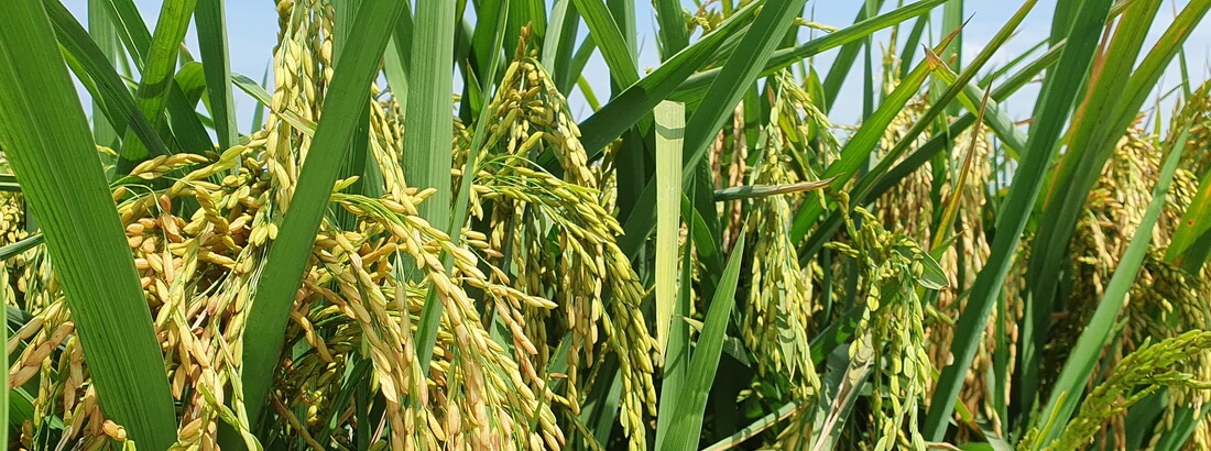Close-up of African rice
