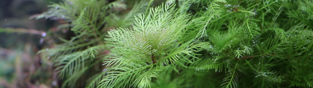 Myriophyllum with gas bubbles