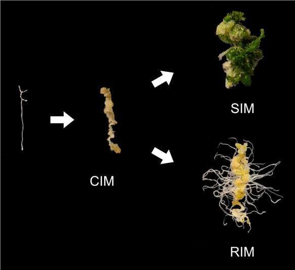 induced pluripotent stem cell formation and organogenesis in Arabidopsis. Tissue explants are first cultured on callus-inducing medium (CIM) to generate stem cells, then transferred to root-inducing medium (RIM) or shoot-inducing medium (SIM) to direct organ development.