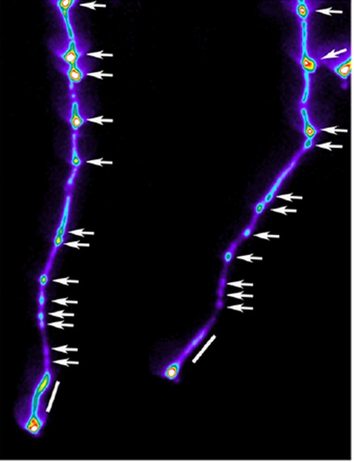 DR5: Luciferase imaging of Arabidopsis seedlings highlighting root pre-branch sites (white arrows) and the oscillation zone (white bar), regions important for lateral root patterning.