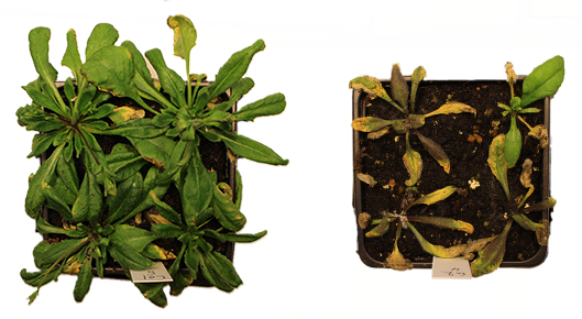 Four-week-old Arabidopsis thaliana plants during recovery from flooding stress. Wild type (left) shows normal regrowth, while the autophagy-deficient mutant (right) exhibits impaired recovery. Four-week-old Arabidopsis thaliana plants during recovery from flooding stress. Wild type (left) shows normal regrowth, while the autophagy-deficient mutant (right) exhibits impaired recovery.