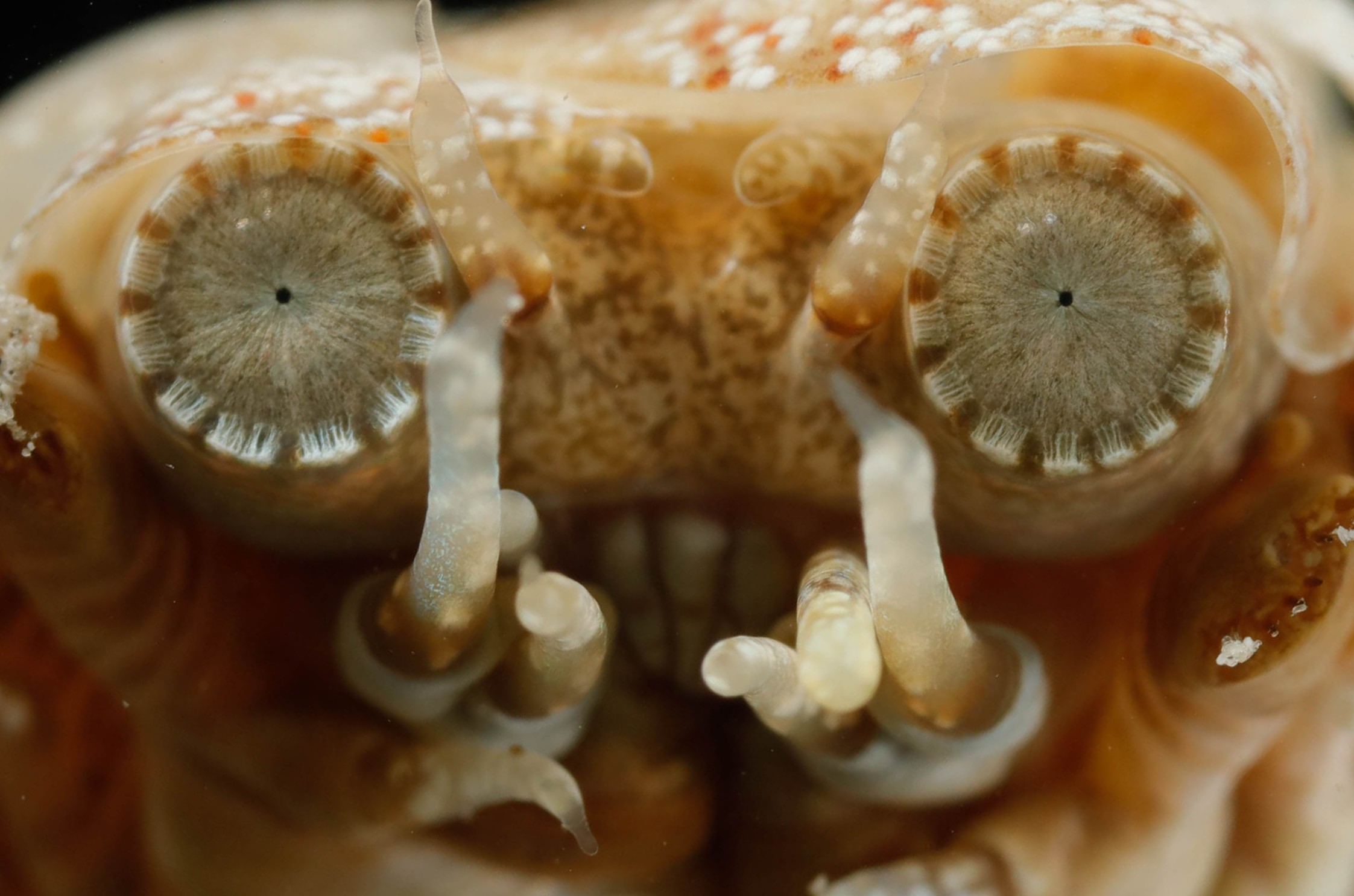 acoetid eyes