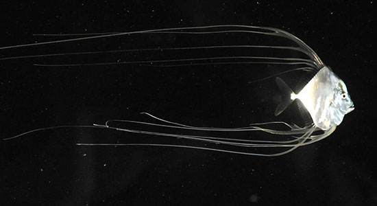 Juvenile threadfinned trevally having box jellyfish mimic