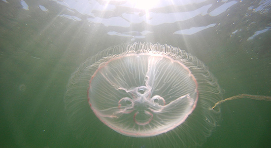 The common Danish jellyfish Aurelia. aurita