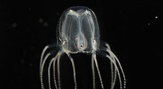 The box jellyfish Tripedalia cystophora (curtesy J Bielecki)