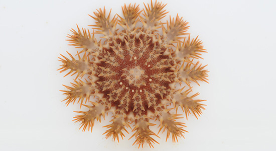 Juvenile Acanthaster planci