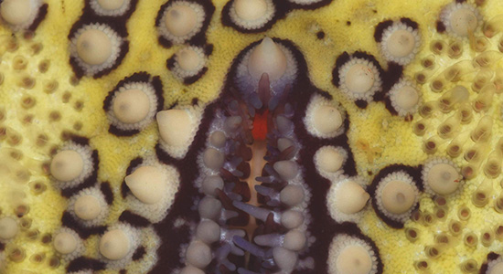 Eye of starfish Culcita novaguineae