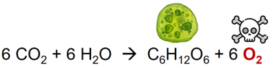 Toxic effects of high O2 in microalgae and cyanobacteria