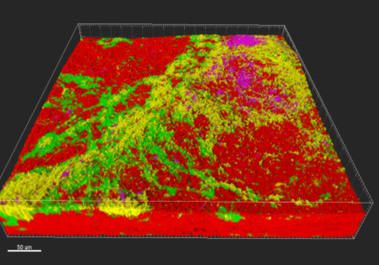 The four BioMatrix model bacterial species in a biofilm