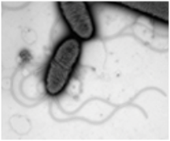 Imaging of the BioMatrix model species Xantomonas retroflexus