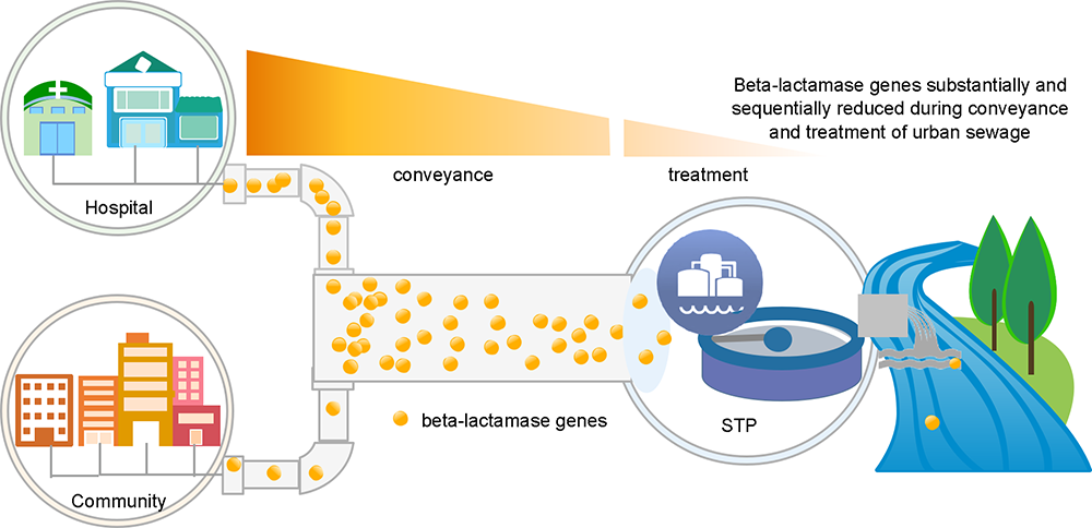 Antibiotic resistance in Sewege systems