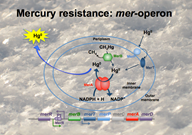 Mercury resistance
