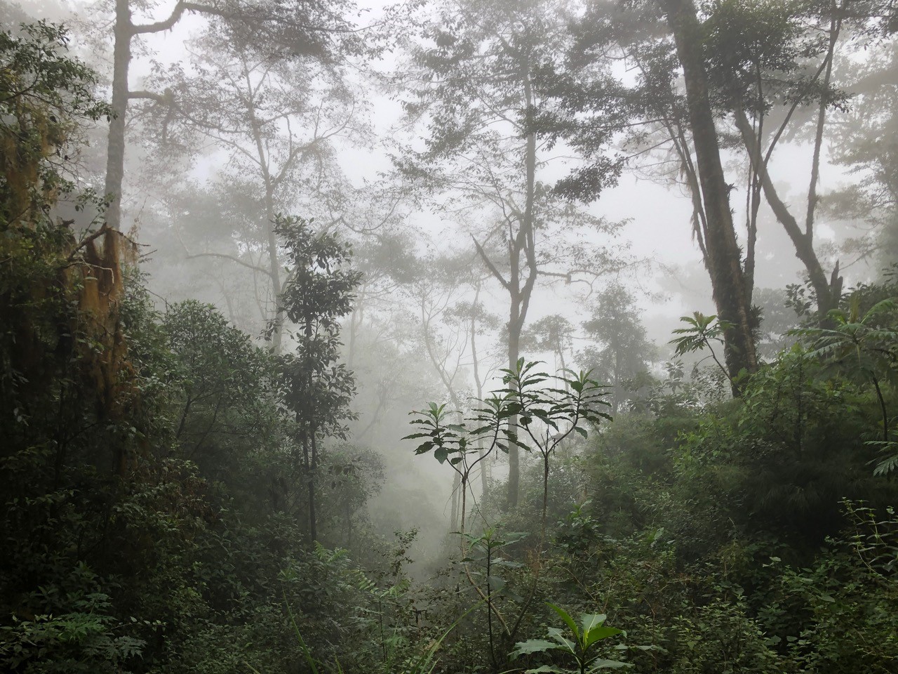 A tropical cloud forest - from a field trip to Costa Rica.