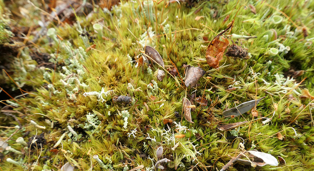 Moss ecosystem, Abisko, Sweden Moss ecosystem, Abisko, Sweden