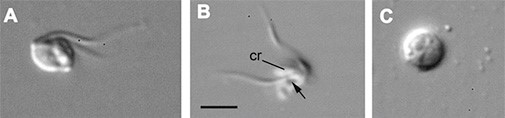 The protozoan (flagellate) Otto terricolus