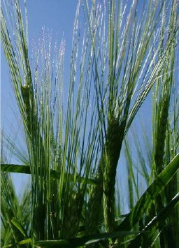 Barley plants