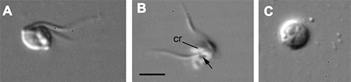 Otto terricolus