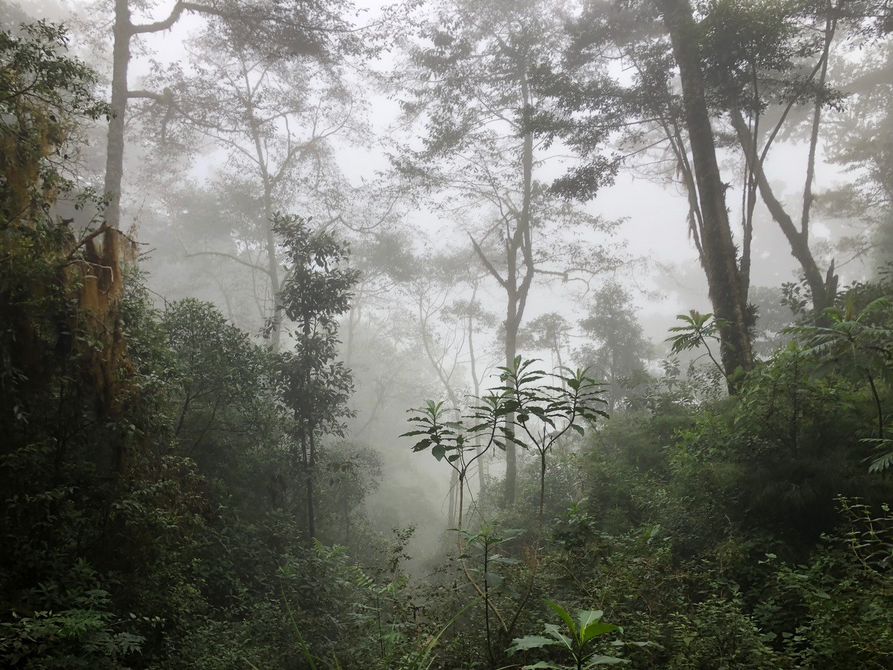 A tropical cloud forest - from a field trip to Costa Rica. A tropical cloud forest - from a field trip to Costa Rica.