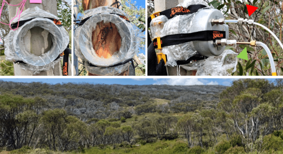 Three images show tree trunks equipped with scientific apparatus wrapped in plastic and tape, capturing fluids. Below, a vast green forest landscape.