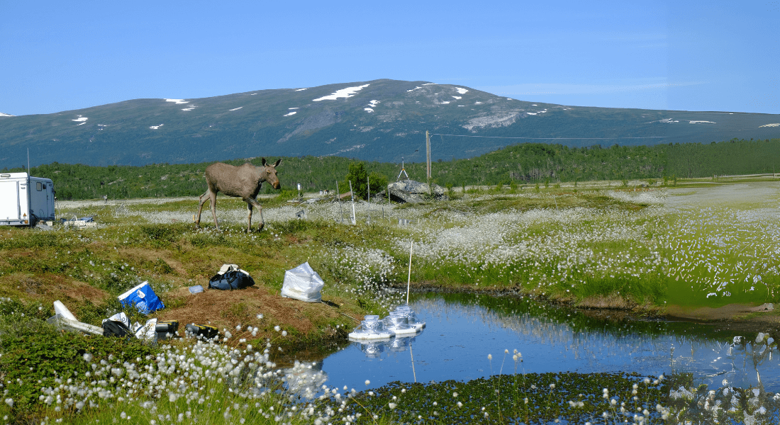 A moose stands near a small pond surrounded by wildflowers and scattered trash, set against a mountainous backdrop under a clear blue sky.