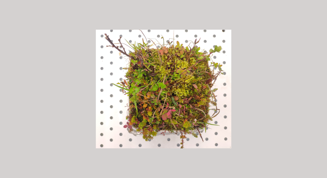 A small, square patch of vibrant green and purple moss with scattered twigs rests on a white, dotted surface.