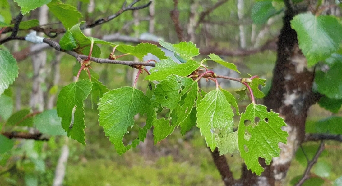 Close-up of a branch with green leaves showing insect holes, set against a blurred forest background, conveying a natural and serene atmosphere.