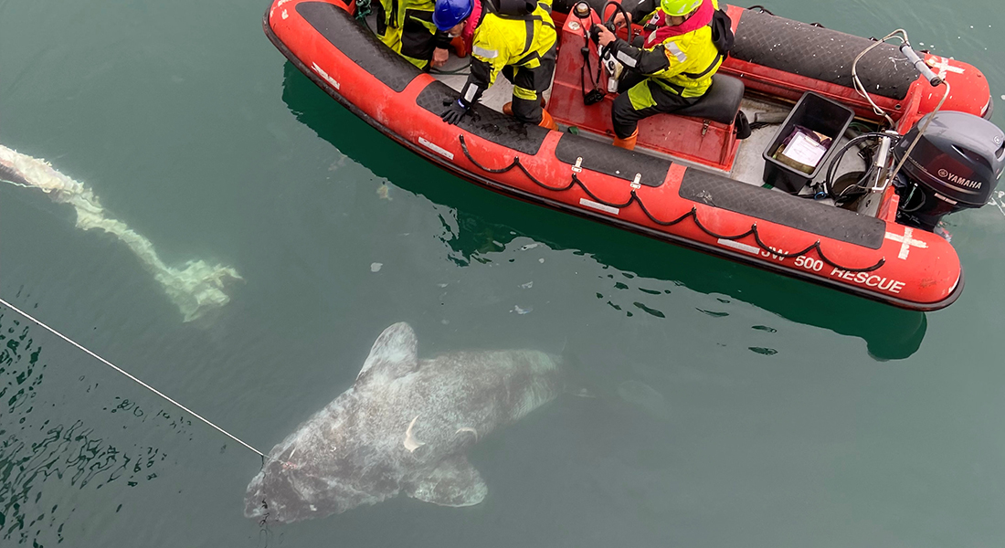 Greenland shark