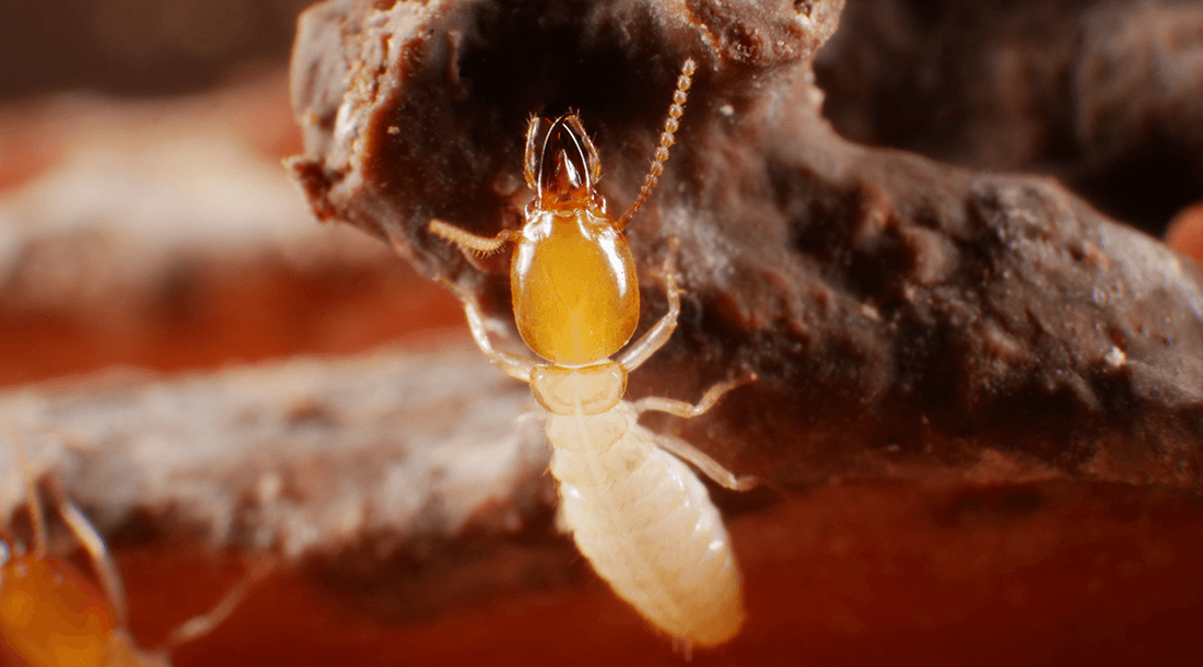 Termites