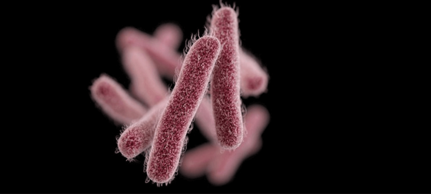 Shigella