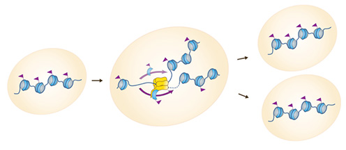 bidragyder varm Sæbe Scientists create new technology and solve a key puzzle for cellular memory  – Københavns Universitet