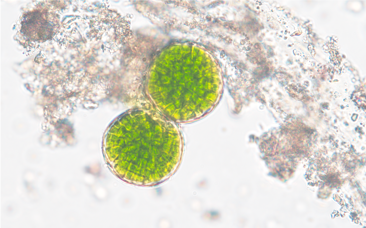 Cyanobacteria with chlorophyll f in beachrock