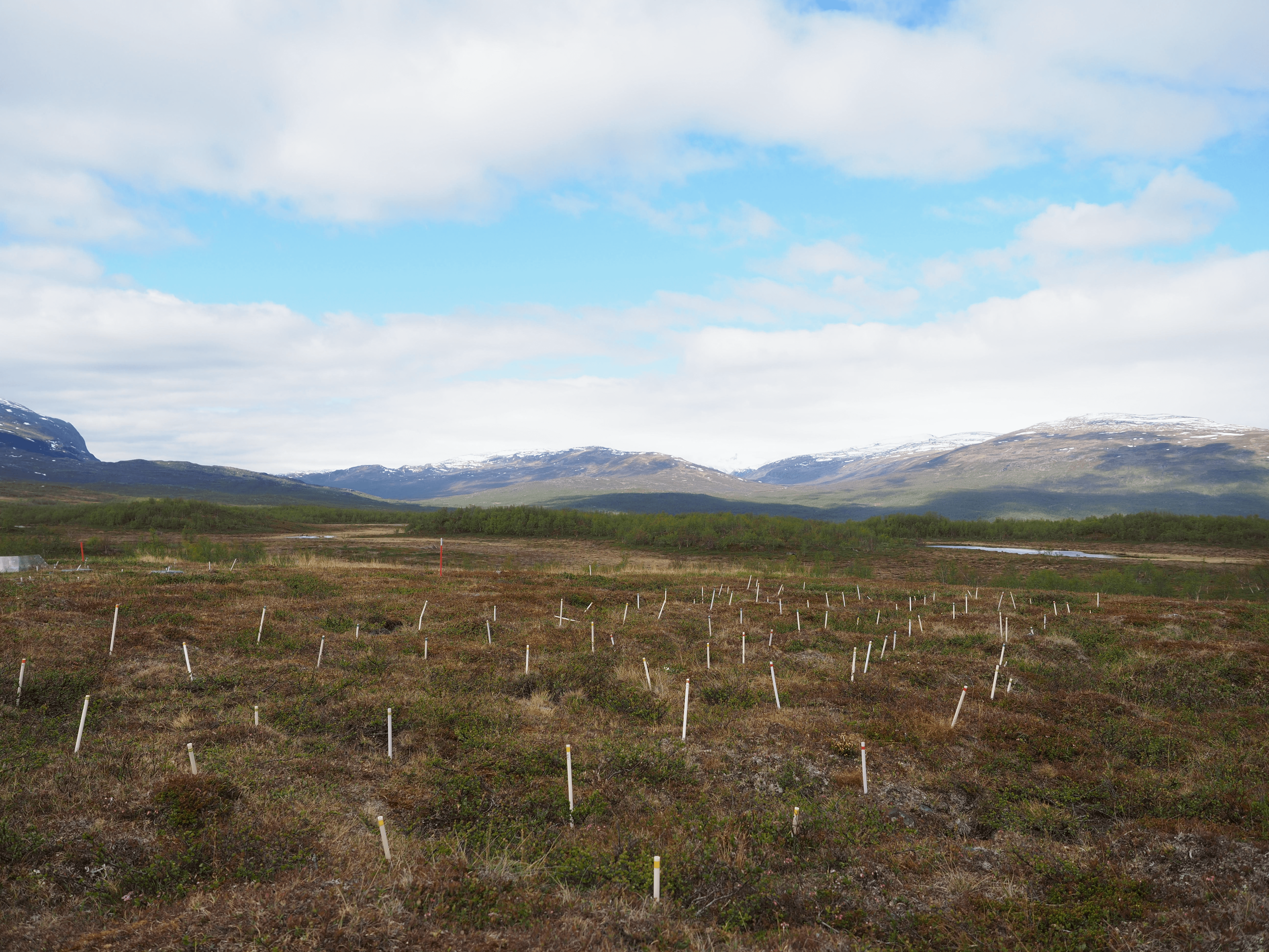 Subartic tundra