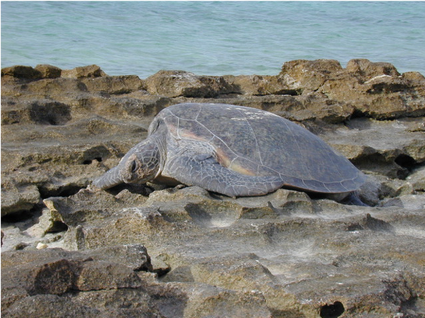 Sea turtle on beachrock platform